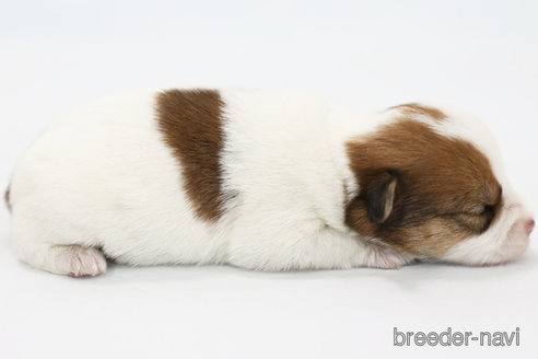 成約済の神奈川県のジャックラッセルテリア-305794の2枚目